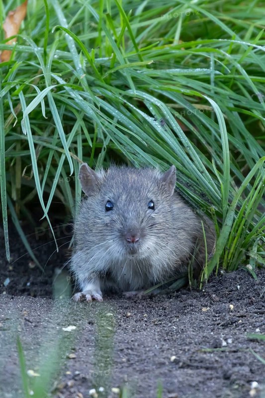 Brown rat (Rattus norvegicus) adult rodent animal emerging from a burrow hole in grassland, England, United Kingdom