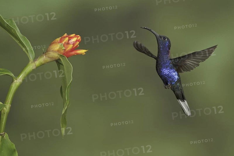 Violet Sabrewing (Campylopterus hemileucurus), Costa Rica