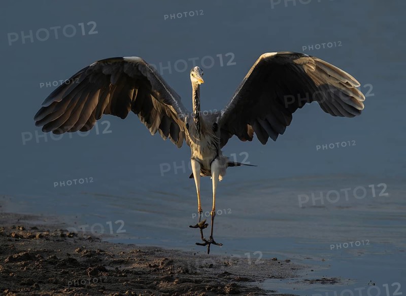 Grey heron (Ardea cinerea) approaching a shallow water zone of a lake, blue water, Lower Saxony, Germany