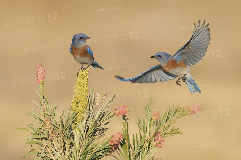 Western Bluebird (Sialia mexicana) flying, California, USA