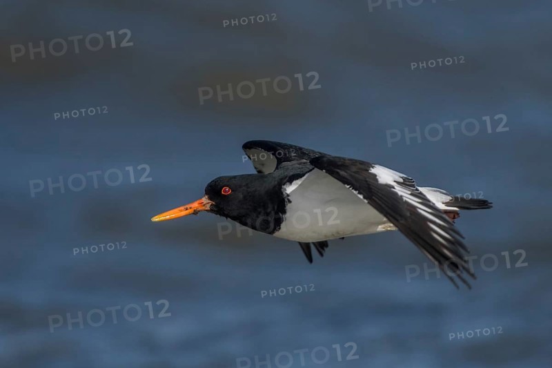 Eurasian Oystercatcher (Haematopus ostralegus) flying, Schleswig-Holstein, Germany