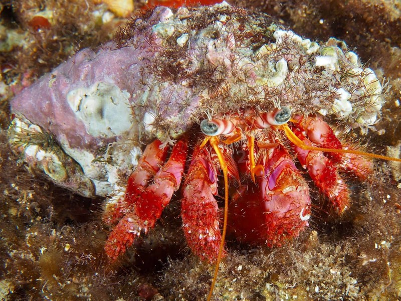 A hermit crab with a red body and a pattern on its shell, the Red Hermit Crab (Dardanus calidus), on the seabed, at the Cap de Creus Marine Reserve dive site, Rosas, Costa Brava, Spain, Mediterranean Sea