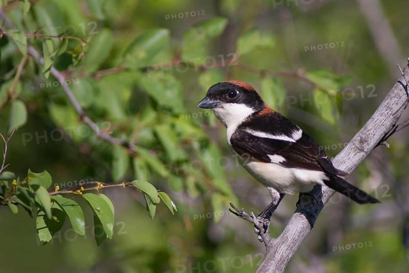 Lanius senator, red-headed shrike, woodchat shrike, birds, Bulgaria, male, passeri, songbirds, birds, shrikes