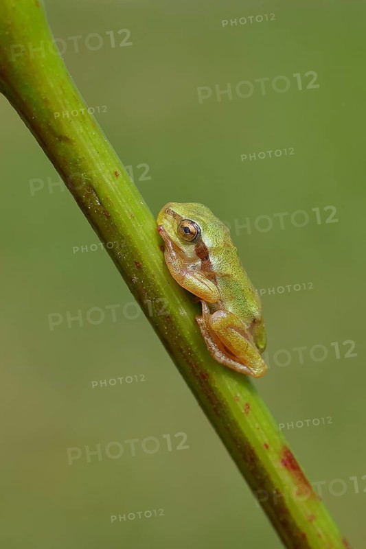 European tree frog (Hyla arborea) sitting on a branch in its natural environment, Lake Neusiedl National Park, Burgenland, Austria