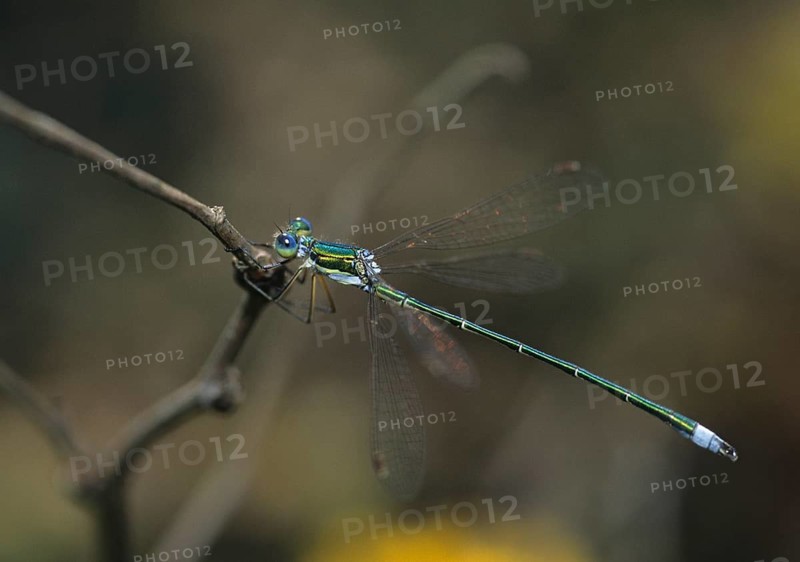 Little ruismaids, lestes virens, small spreadwing, damselflies, dragonflies, insects, leo, dragonflies, male, odonata, zygoptera