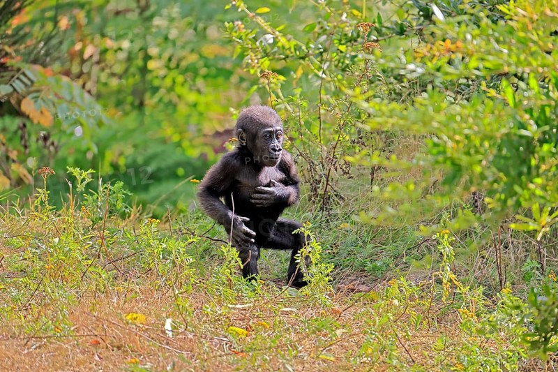 Western gorilla (Gorilla gorilla), young, baby, display behaviour, displaying, chest-beating, on the ground, running
