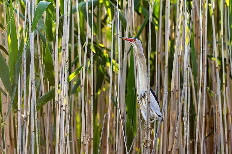 Common little bittern (Botaurus minutus, Ixobrychus minutus) male foraging in reed bed, reedbed showing camouflage colours in wetland in spring
