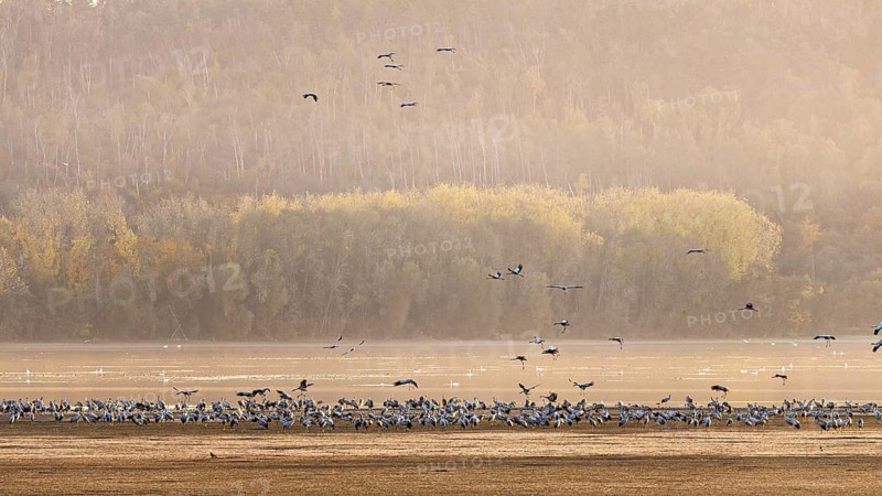Birds fly over a wide field in front of an autumnal forest, fog envelops the scene, The cranes in the evening at the Kelbra reservoir in Germany (Grus Grus)