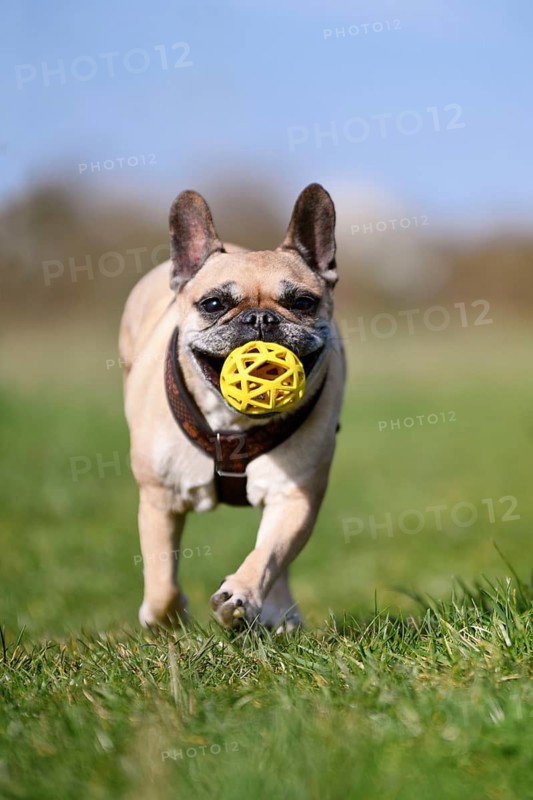 French Bulldog dog playing fetch with a ball in its mouth across a green meadow
