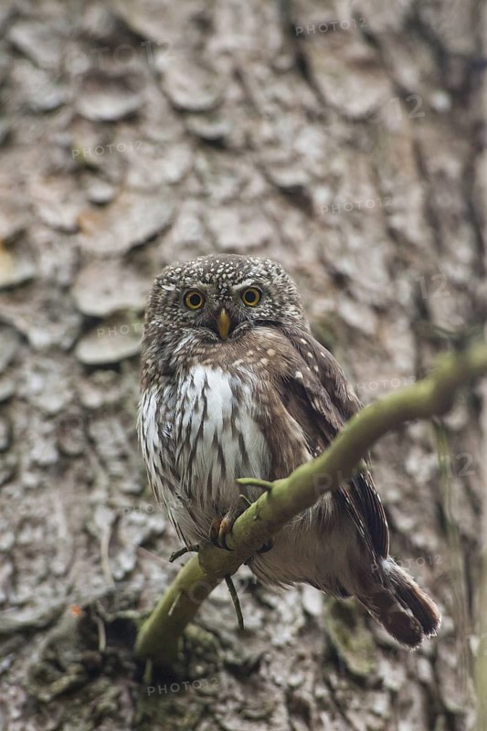Eurasian Pygmy Owl (Glaucidium passerinum) female, Bavaria, Germany