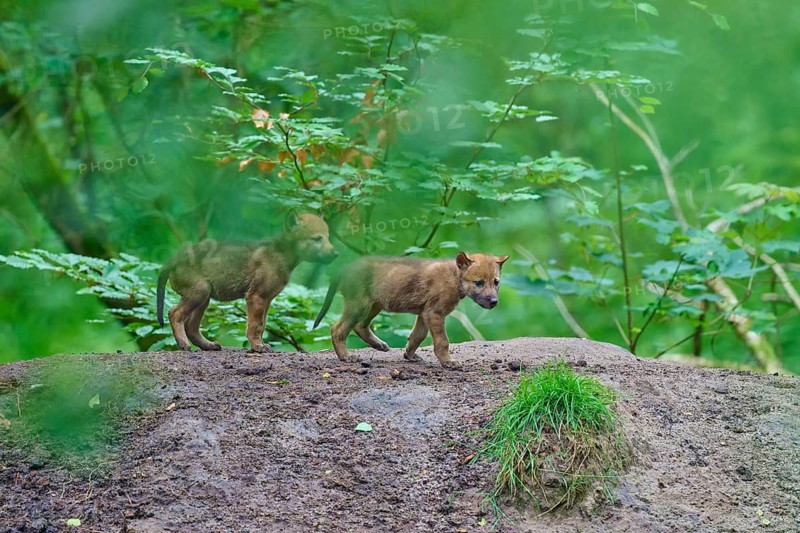 Two wolf cubs curiously explore the forest, Wolf (Canis lupus), Germany