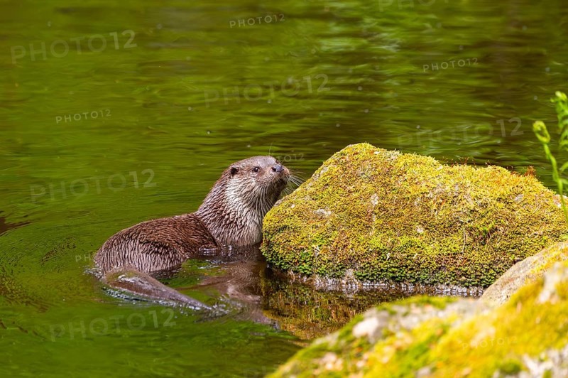 Eurasian otter (Lutra lutra) on the edge of a little lake in a forest, Bavaria, Germany
