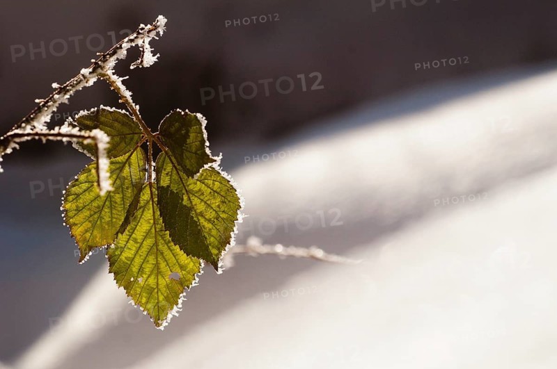 Snow, snow, winter