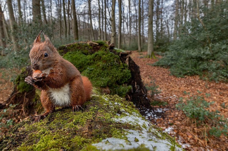 Unlike all the others, this squirrel (Sciurus vulgaris) is noticeably more robust and, when present, decides whether other members of its species get any of the hazelnuts (Corylus avellana) on offer, wide-angle shot, sweet, cute, March, Germany