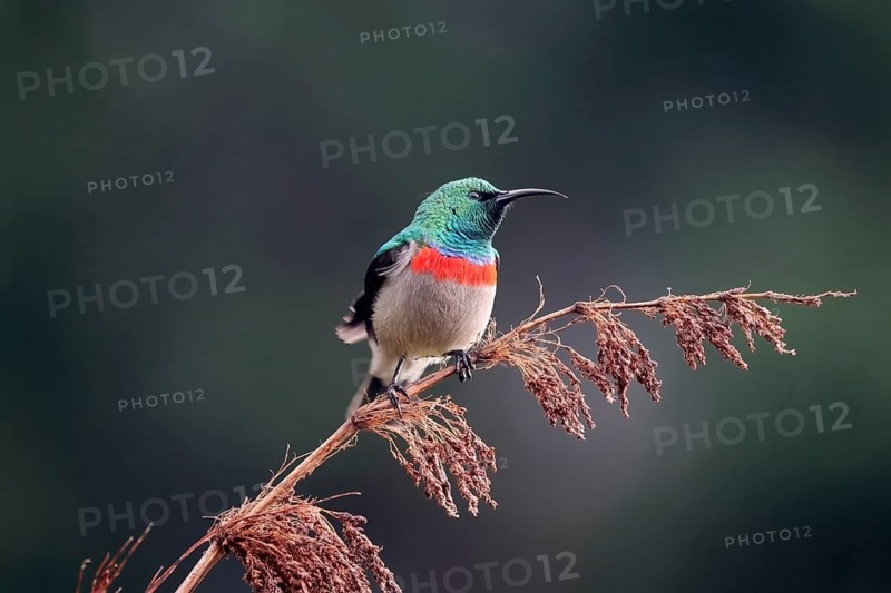 Cape Sunbird (Cinnyris chalybeus), adult, male, in perch, Kirstenbosch Botanical Gardens, Cape Town, South Africa