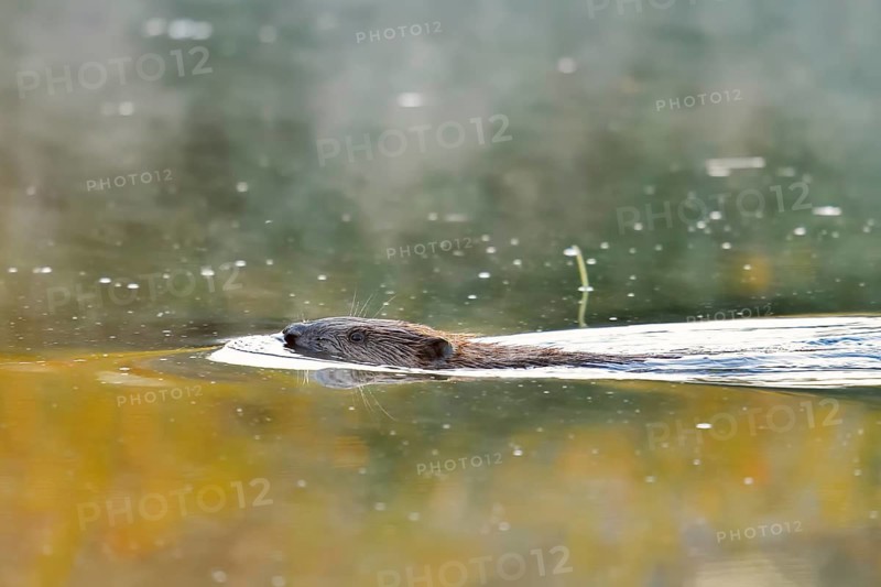 A European beaver (Castor fiber) swimming in the Lippe at dawn, North Rhine-Westphalia, Germany