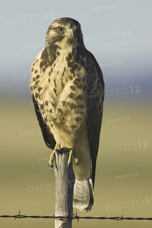 Swainson's Hawk (Buteo swainsoni), Arizona, USA