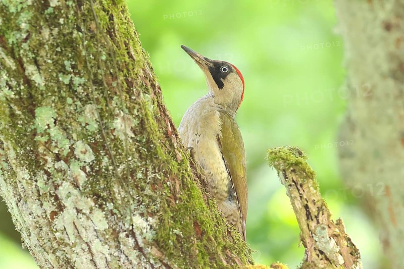 Green woodpecker (Picus viridis) female sitting in an old oak tree, wildlife, woodpeckers, woodpecker, nature photography, Neunkirchen, spring, Siegerland, North Rhine-Westphalia, Germany