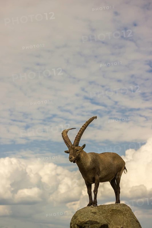 A male ibex (Capra ibex) stands on a rock. Behind him is a sky with interesting clouds