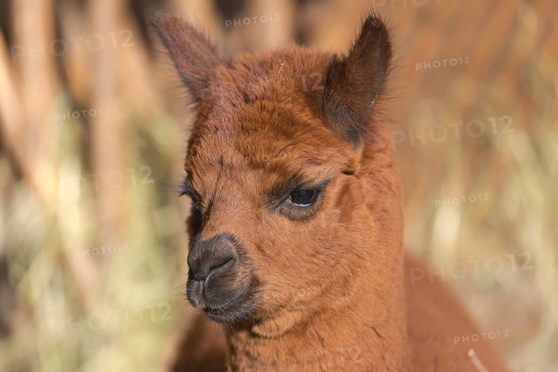 Portrait of a young brown Alpaka