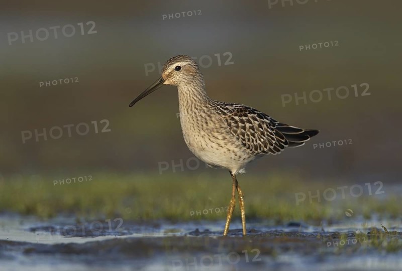 Stilt Sandpiper (Calidris himantopus), Ohio, USA