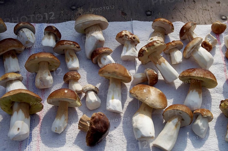 Porcini mushrooms (Boletus), ready to cook, fresh, several, The edible mushrooms are ready cleaned for further processing on a white cloth