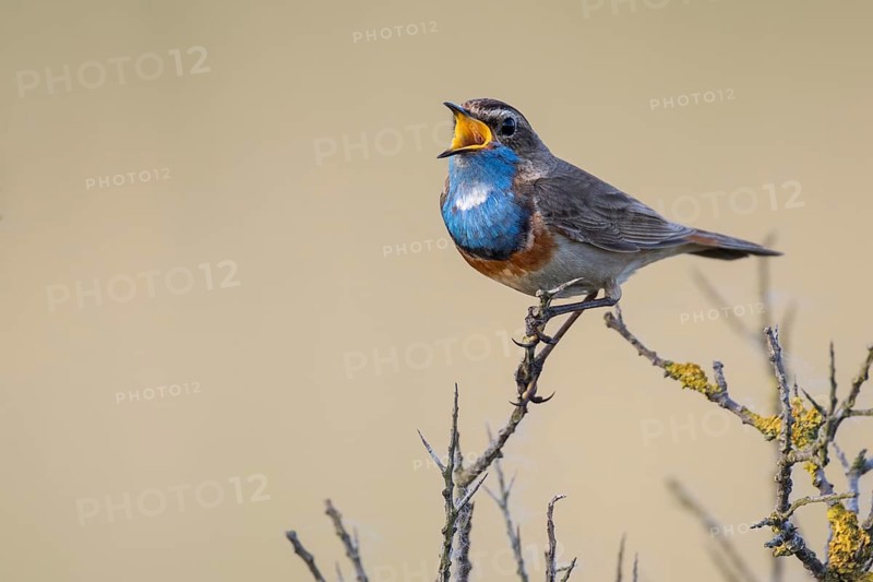 Bluethroat (Luscinia svecica cyanecula) male singing, Texel, Netherlands