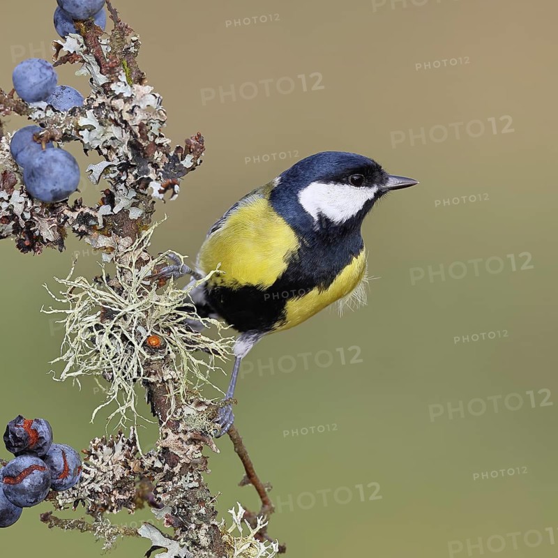 Great tit (Parus major), sitting on a branch in a blackthorn bush, (Prunus spinosa), sloes, with ripe fruit, autumn, wildlife, animals, tit family, songbird, birds, Wilnsdorf, North Rhine-Westphalia, Germany