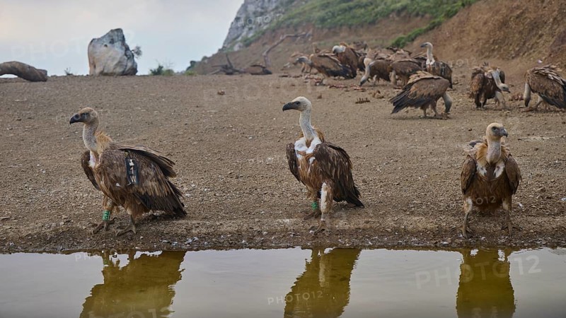A group of vultures is standing near a waterhole on an unpaved area, griffon vultures (Gyps fulvus), vultures, Vulture Hide, vulture observation post, Mount Koules, Fratri, Agios Vasilios, Rethymno Province, Crete, Greek Islands, Greece