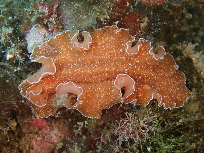 A golden flatworm (Yungia aurantiaca) with wavy edges on a reef, dive site at the Cap de Creus Marine Reserve, Rosas, Costa Brava, Spain, Mediterranean Sea