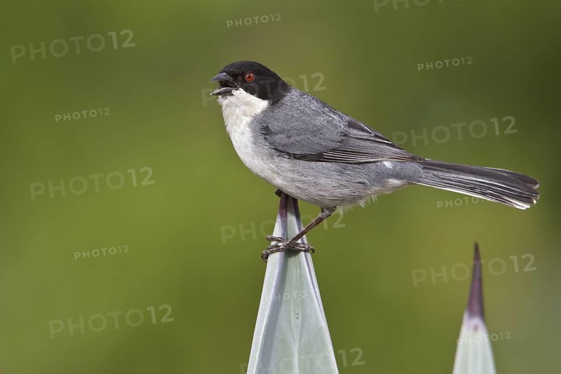 Black-capped Warbling-Finch (Poospiza melanoleuca) perched on a branch in Bolivia, South America