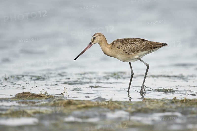 Black-tailed Godwit (Limosa limosa melanuroides) juvenile foraging at shoreline, Dornod-Aimag, Mongolia