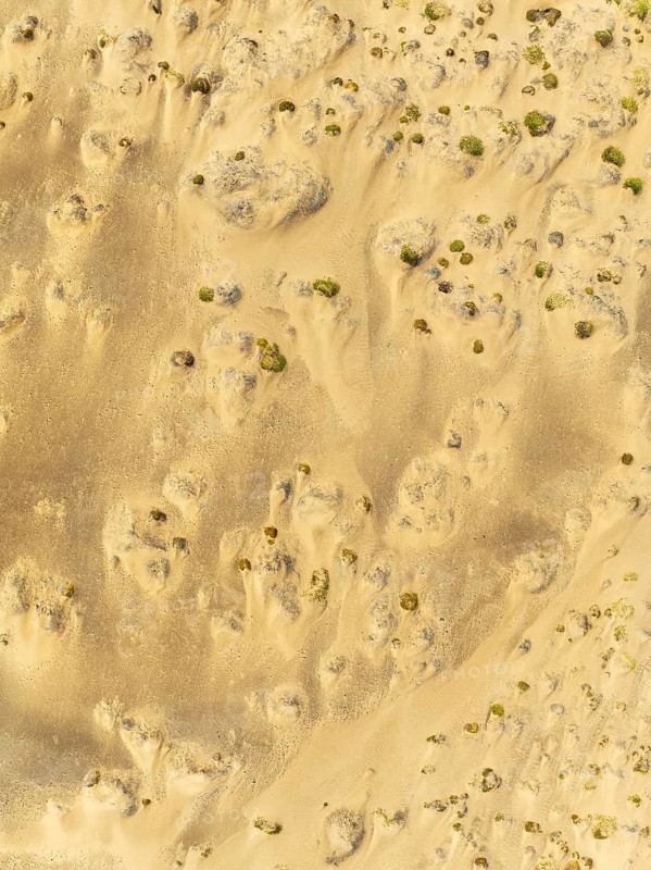 Sparse desert vegetation, mainly Salsola species. Aerial view. Drone shot. Namib Desert, Skeleton Coast, Namibia