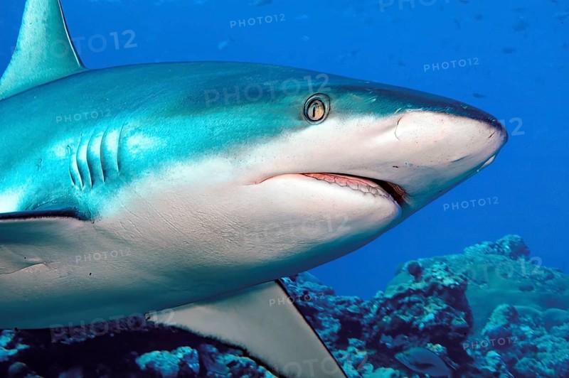 Underwater close-up photo showing a three-quarter profile of a Grey reef shark (Carcharhinus amblyrhynchos) with its mouth slightly open and gills visible. Found in the Indian Ocean, the Red Sea, the western Pacific and the central Pacific