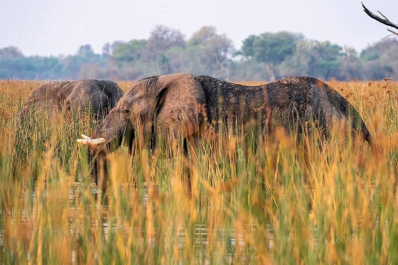 African elephant (Loxodonta africana), elephants on the riverbank between river grass, Thamalakane River, Okavango Delta, Botswana