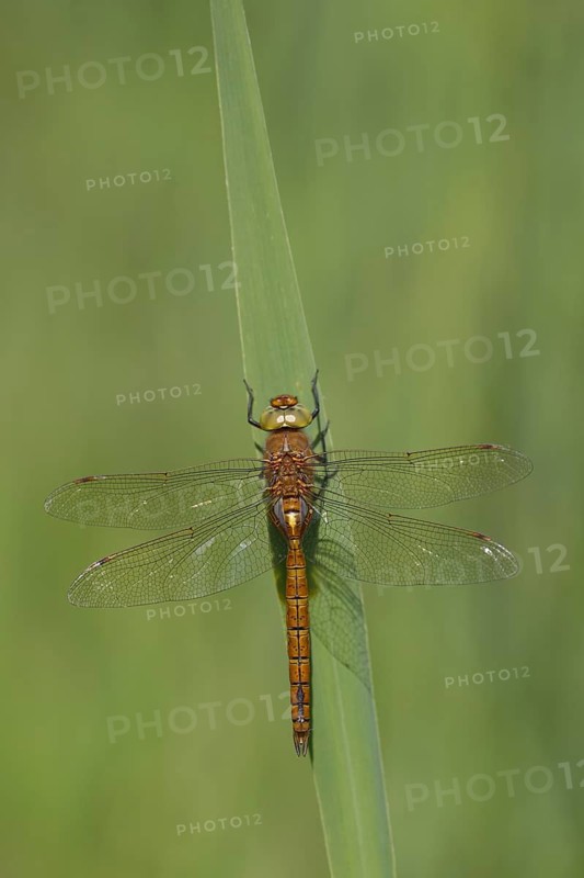 Norfolk hawker dragonfly (Aeshna isoceles) adult insect resting on a reed leaf in summer, Suffolk, England, United Kingdom