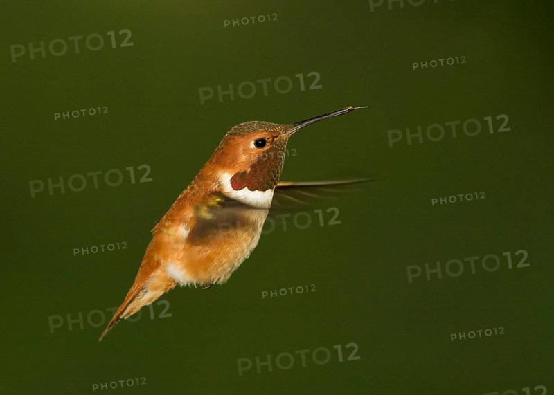 Male Rufous Hummingbird hovering