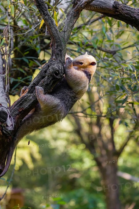 One southern tamandua (Tamandua tetradactyla), climbs up a tree in a forest