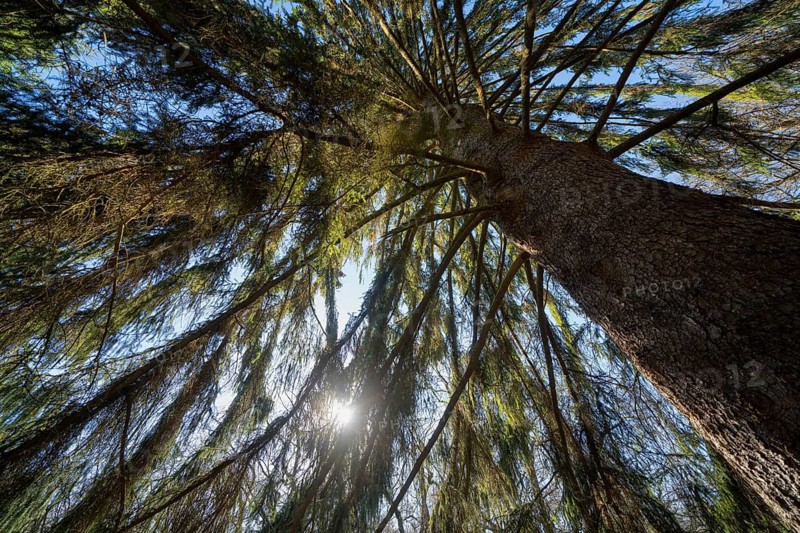 Spruce, Primeval forest Urwald Sababurg, Hofgeismar, Weser Uplands, Weserbergland, Hesse, Germany