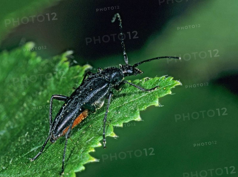 Black Schmalbock, Small Black Longhorn Beetle, Stenurella Nigra, Beetle, Longhorn Beetle, Insects, Beetles