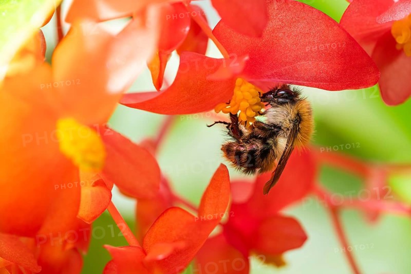 Bumblebee (Bombus) collecting nectar from a ‘Comte de Lesseps' begonia (Begoniaceae) in the Tropical Corridor, a hot and humid greenhouse that simulates a tropical habitat, Chelsea Physic Garden, a historic botanical garden and the oldest botanical garden in London, founded in 1673 by the Worshipful Society of Apothecaries, Chelsea, England, United Kingdom