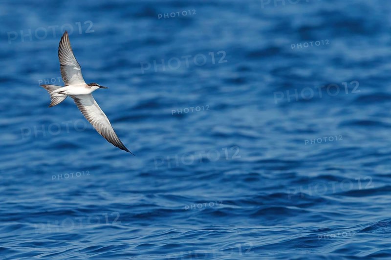 Animals, Birds, Tern, Bridled Tern, (Onychoprion anaethetus Syn: Sterna anaethetus), family of terns, migratory bird, foraging over the sea, flight photo Salalah, Off Mirbat, Dhofar, Oman