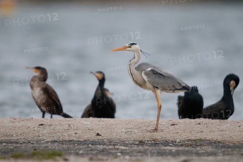 Black shag, cormorant, heron, gray heron, cormorant, phalacrocorax carbo, birds, ciconiiformes, pelecaniformes, ropedes, walking birds, waitbirds, stork birds, birds, waterbirds, waterbirds, waterbirds, waterbirds