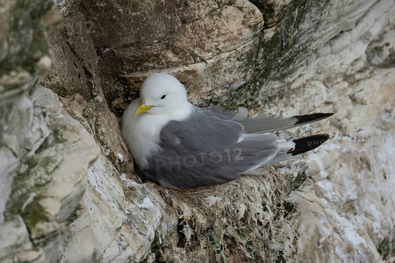 Black legged kittiwake (Rissa tridactyla) adult seabird bird on its nest on a cliff ledge in summer, England, United Kingdom