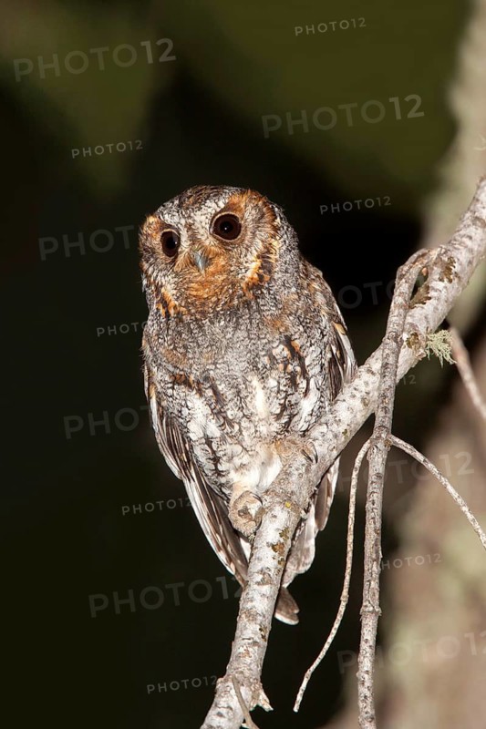 Flammulated Owl Psiloscops flammeolus Santa Catalina Mountains, Pima County, Arizona, United States 4 May Adult Strigidae