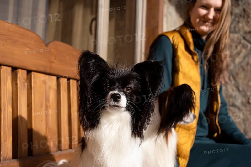 A purebred Papillon dog sits on a wooden bench with its owner in an outdoor setting. The sun casts a warm glow, highlighting the dog's distinctive features and cheerful demeanor