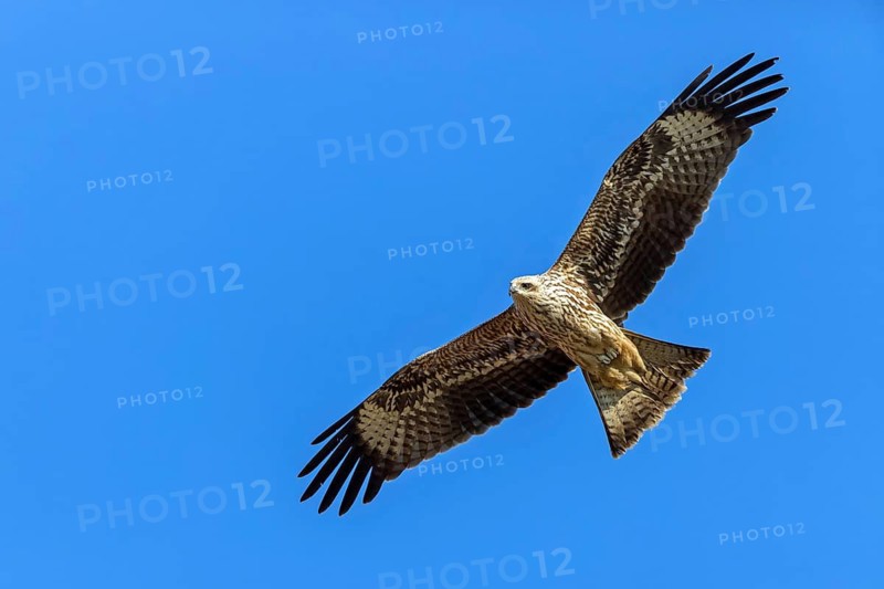 Black Kite, Milvus migrans, Israel