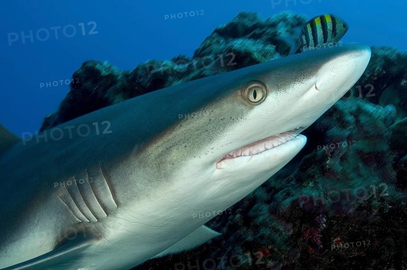 Underwater photo close-up of head of Grey reef shark (Carcharhinus amblyrhynchos) swimming over coral reef with slightly open mouth showing shark teeth directly in front of viewer, Pacific Ocean