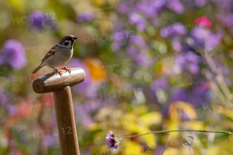 Tree sparrow, Passer Montanus, sparrow, tree sparrow, birds, garden, passeri, songbirds, sparrow, sparrow, sparrow, sparrow, sparrow, sparrow, birds