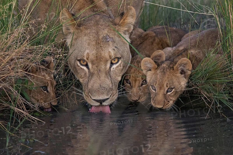 African Lion (Panthera leo) mother with cubs drinking at waterhole, Okavango Delta, Botswana